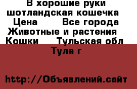 В хорошие руки шотландская кошечка › Цена ­ 7 - Все города Животные и растения » Кошки   . Тульская обл.,Тула г.